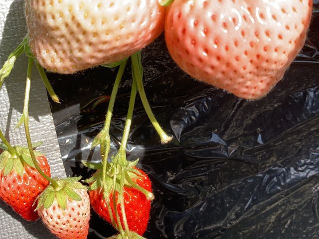 ��䕁I_��{��������