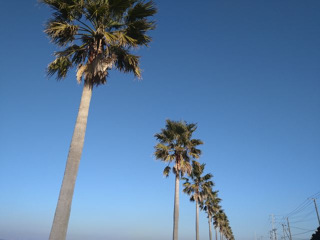 �����Y�C�l���������̊C�݉����̓��ł�_���P�Y�C�l����