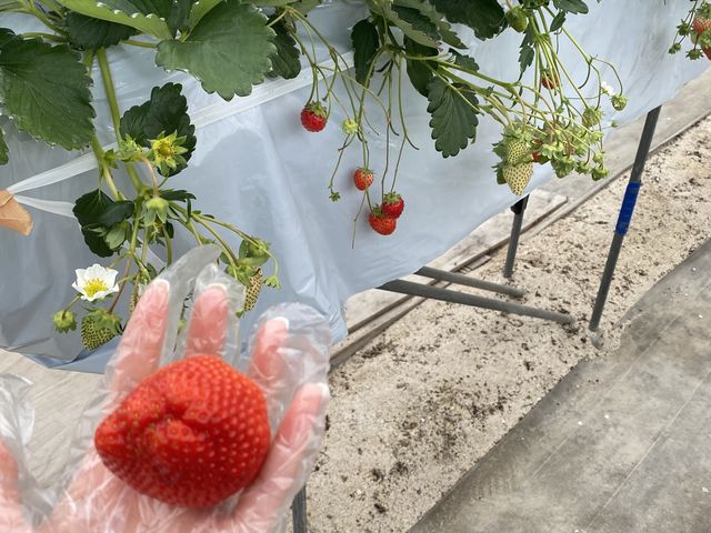 �Â��āA�傫���ł��I_��{�ό��������g��