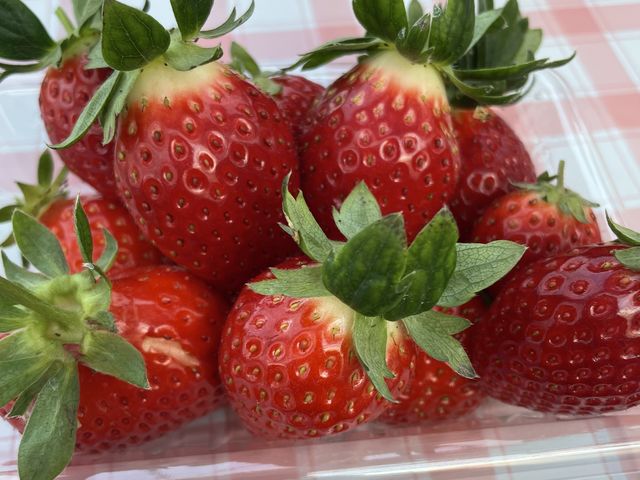 ���n�ł�_�t���[�c�K�[�f���䂤