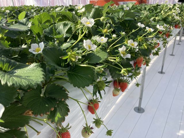 �傫�ȃC�`�S����������B_����X�g���x���[�t�@�[��