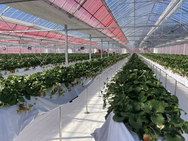 �V�����{�݂Ȃ̂ŁA���͐����Y��ł��B_����X�g���x���[�t�@�[��