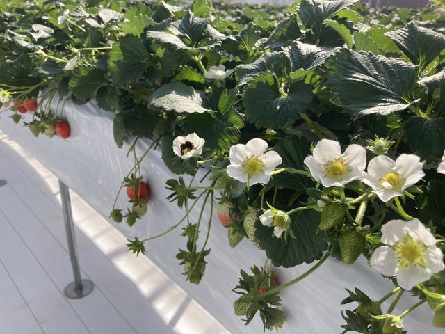 ���炵���n�`������A���܂ɔ��ł��܂�_����X�g���x���[�t�@�[��