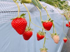 ܂肳ׂ̂̂ւ̓eʐ^1