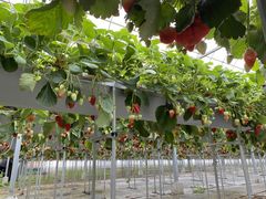 ₷݂brown crewւ̓eʐ^2