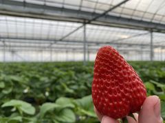 ₷݂brown crewւ̓eʐ^3