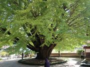 �������̏�P���̓��e�ʐ^2