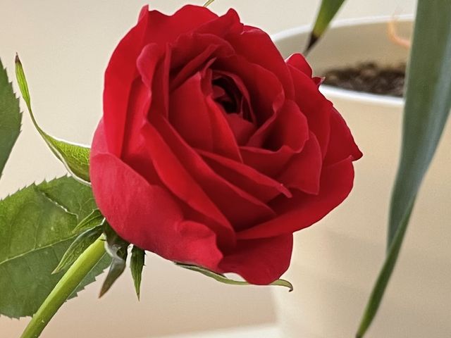 �C���O���b�V�����[�Y�Y��ł���_���{�΂牀