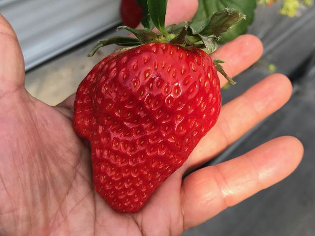 �傫���Ƀr�b�N��I_�����ό��A�O���X�l����