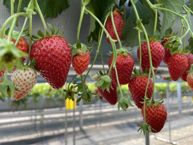 �����ڂ��Y��ł��킢���ł�_�R��Ԃǂ���������