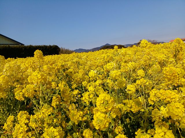 �Ȃ񂩍K���ȁ@�C���ł��I_�ɗǌ΍؂̉ԃK�[�f��