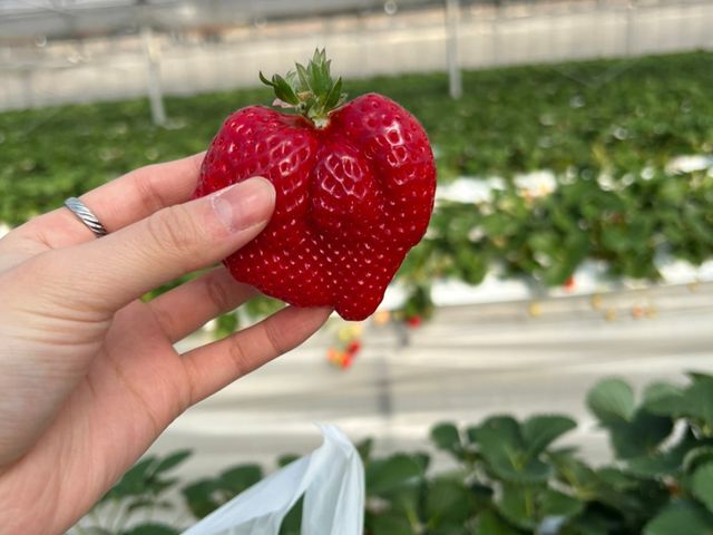 �n�[�g�H�������烉�b�L�[�����H�I_����̔_��