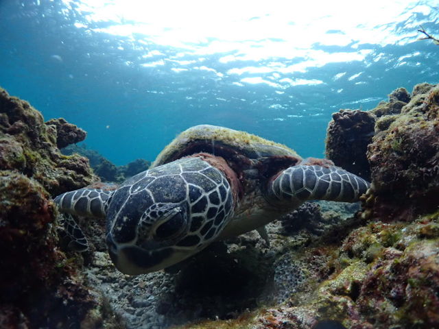 ���߂����I_�G�o�[�u���[���v��