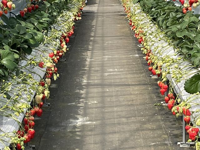 �Ԃ��������������ς��ł���_��J�t�@�[��