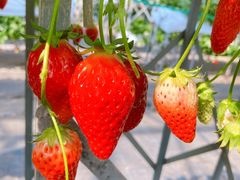 ���肼������̕x�ÃA�N�A�t�@�[���ւ̓��e�ʐ^1