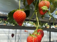 䂤񂳂̋ʏӂꂠ_ւ̓eʐ^1