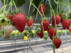 ߂낱̎RԂǂւ̓eʐ^1