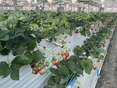 ~Yz̃zeBL˂ւ̓eʐ^1