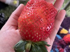 yoshî񂿂ނւ̓eʐ^1