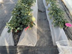 񂳂̃Xgx[h}ւ̓eʐ^1