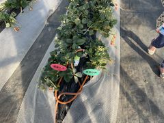 񂳂̃Xgx[h}ւ̓eʐ^2