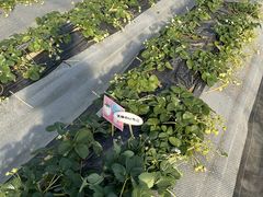 񂳂̃Xgx[h}ւ̓eʐ^3