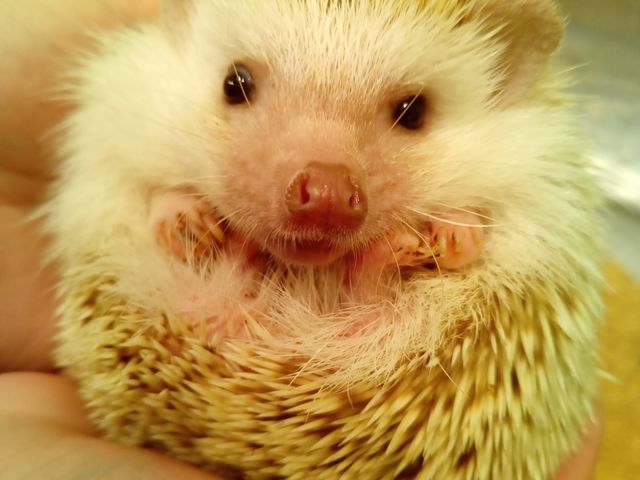 ���킢��_�n���l�Y�~���cafe HARRY WOOD�i�n���[�E�b�h�j�Ȃ�ΓX