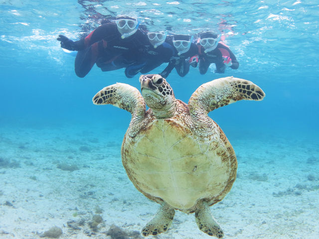 �����Ă�[_�A�}�~�G���V�X