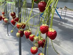 ���������Ciel farm(�V�G���t�@�[���j�ւ̓��e�ʐ^1