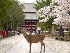jiiji2010さんの東大寺への投稿写真1