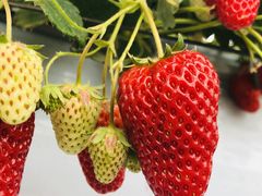 񂳂̋ȕ̂ւ̓eʐ^1