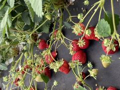 �܂�܂邳��̕���ό��_���ւ̓��e�ʐ^1