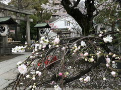 傤܂̑fY_Ђւ̓eʐ^4