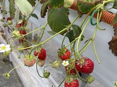 [䕃t@[ׂӂւ̓eʐ^1