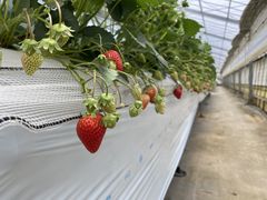 Ђ낳̂_sAbc@ւ̓eʐ^1