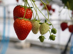 Ђ날̃qt@[ւ̓eʐ^1