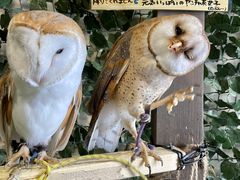 IŴӂ낤JtFFUKUւ̓eʐ^1