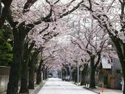 jR񂳂̐CqH̍̓eʐ^1