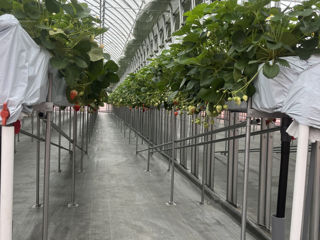 �ƂĂ��Y��ȏꏊ�ł����I_�i�J�W�}�t�@�[�� �▼�̗�