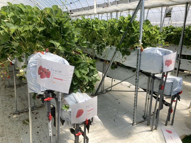 �C�`�S�̒I�A�������߂ł��B_���ЗY�_��