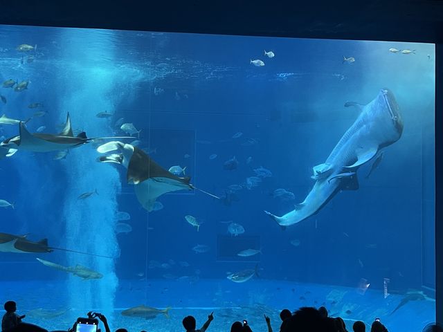 �W���x�C�U�����͂ł���_������ЃZ�����A���u���[