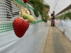 ̂񂳂̏H{_ւ̓eʐ^1