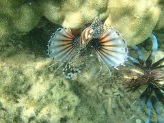 Ђ܂肳Nature Guide Double Rainbow lC`[KCh@_uC{[ւ̓eʐ^1