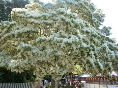 ���܂�����̍����M�_�Ђւ̓��e�ʐ^1