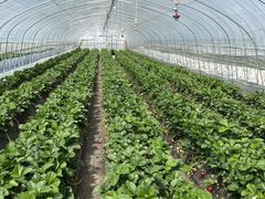 �͂����񂳂�̏����_���ւ̓��e�ʐ^1