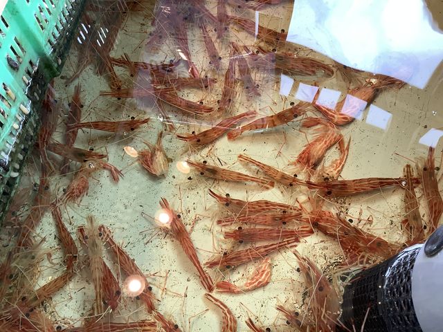 �G�r�������Ă܂����B_���̉w ��m�����񂶂�