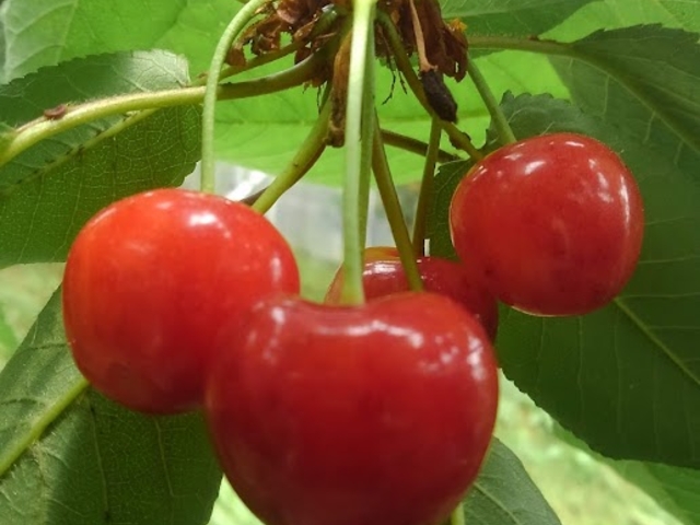 �����������ǂ��Â݂�����I
�g�G�􂩂ȁH_�������ڎ��E�t���[�c�����_��