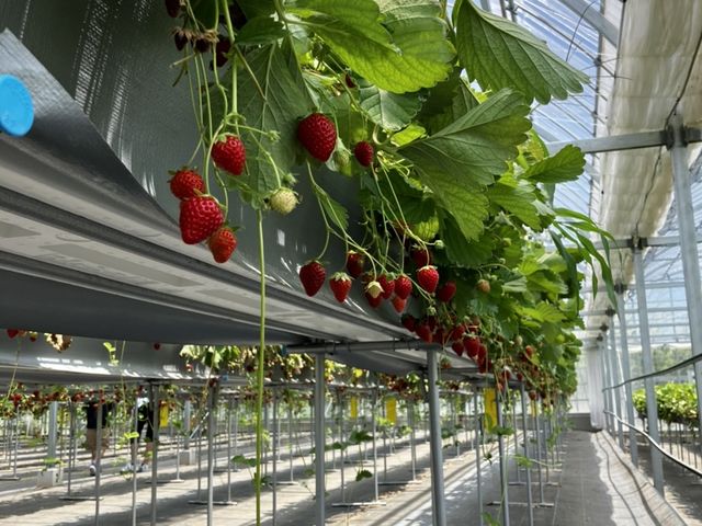 ���������_�R��Ԃǂ���������