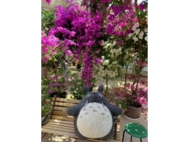 �g�g�����̂Q_�u�[�Q���n�E�X���