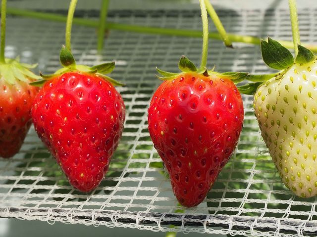 �c���c���̃C�`�S��_�z�J�������^�E��